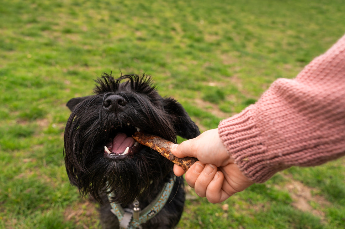 Les meilleures friandises naturelles pour votre chien